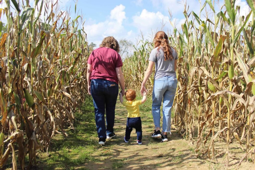 Walking a toddler through a corn maze.