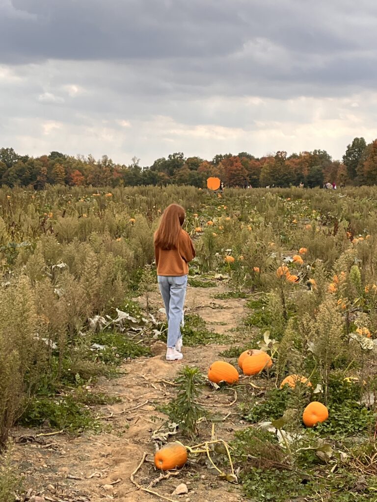 Pumpkin farm activities - searching for pumpkins in the field.