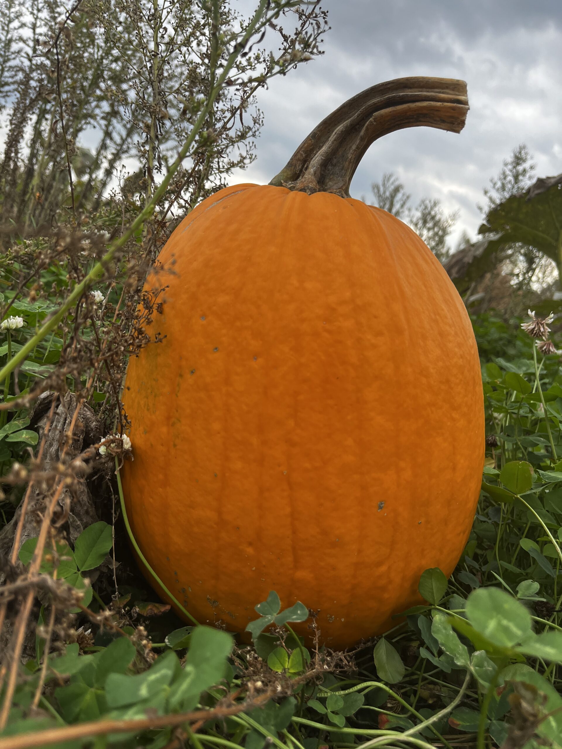 Pumpkin Farm Activities for the Entire Family